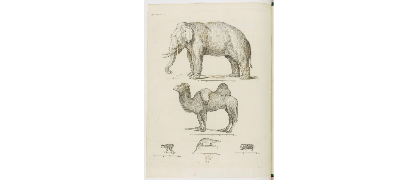 Tafel I, Elefant, Kamel, Manguste, Loris, Roussette