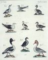 Wasservögel verschiedener Art