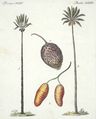 Palmen-Arten