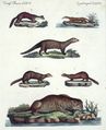 Ottern und Marder-Arten