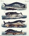 Walfisch-Arten