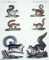 Eichhörnchen verschiedener Art