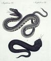 Merkwürdige Schlangen