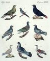 Tauben verschiedener Art