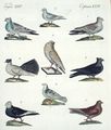 Tauben verschiedener Art
