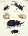 Sonderbare Käfer