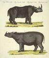 Grosse Vierfüssige Säugethiere : Das Afrikanische Nashorn und das Nashorn von Sumatra