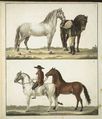 Das Pferd mit seinen verschiedenen Rassen