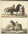 Das Pferd mit seinen verschiedenen Raçen