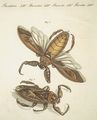 Seltene Insecten : Der grosse Wasser-Scorpion oder Wasser-Wanze aus Surinam