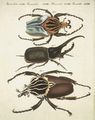 Grosse und seltene ausländische Käfer