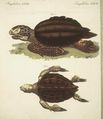 Schildkröten von ausserordentlicher Grösse