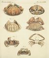 Verschiedene Krabben- und Krebsarten