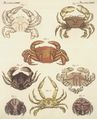 Verschiedene Krabben-Arten