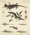 Naturgeschichte des Wassersalamanders