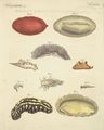 Merkwürdige Mollusken