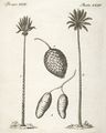Palmen-Arten
