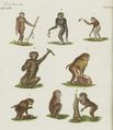 Acht Affen-Arten