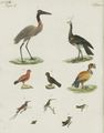 Zehn amerikanische Vögel