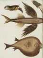 Vier wunderbare Fische