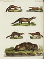 Ottern und Marder-Arten
