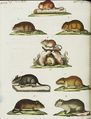 Mäuse verschiedener Art
