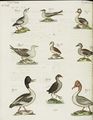 Wasservögel verschiedener Art
