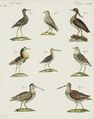 Merkwürdige Sumpf-Vögel