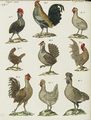 Hühner verschiedener Art