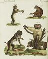 Vier Affen-Arten