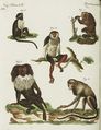 Fünf Affen-Arten