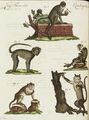 Einige Affen-Arten