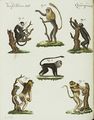 Einige Affen-Arten