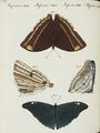 Surinamische Schmetterlinge