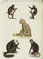 Fünf Affen-Arten