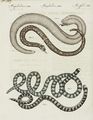 Verschiedene Arten von Schlangen