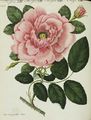 Rosen-Arten : Die grosse dunkle Damascener-Rose