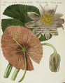 Die ächte Lotus-Pflanze : Die ägyptische Seerose oder ächte Lotuspflanze