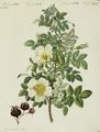 Rosen-Arten : Die blassgelbe Schottische Rose