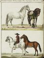 Das Pferd mit seinen verschiedenen Rassen