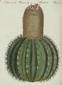 Süd-Amerikanische Fackel-Disteln : Die Melonenförmige Fackeldistel