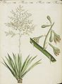 Seltene ausländische Pflanzen : Die Riesenmässige Fourcroya