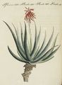 Arzenei-Pflanzen : Die Aloe von Soccotora