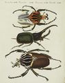 Grosse und seltene ausländische Käfer
