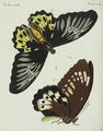 Ausländische Schmetterlinge von ausserordentlicher Grösse : Der Remus-Tagfalter
