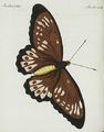 Ausländische Schmetterlinge von ausserordentlicher Grösse : Der Panthous-Tagfalter