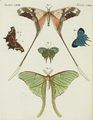 Verschiedene Arten ausländischer Schmetterlinge