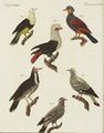 Verschiedene Arten ausländischer Tauben