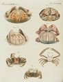Verschiedene Krabben- und Krebsarten