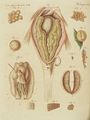 Der Roggen oder Ovarium des Karpfen und der Malermuschel